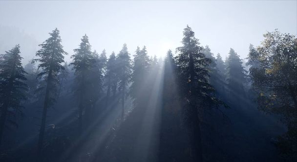 Lasu świerkowego w światła przeciwmgielne o świcie  - Zdjęcie, obraz