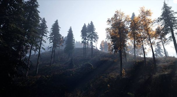 夜明けの光の霧の中のトウヒ林  - 写真・画像