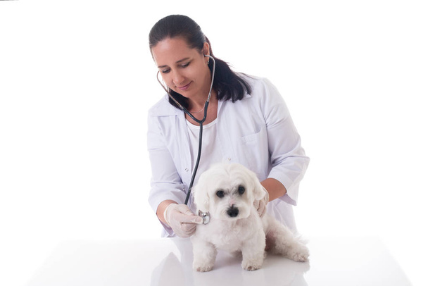 Tierarzt untersucht einen süßen maltesischen Hund mit einem Stethoskop, isoliert - Foto, Bild