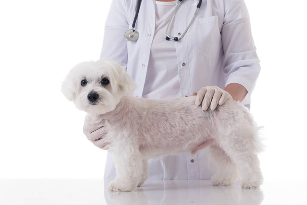 κτηνίατρος εξετάζει ένα χαριτωμένο σκυλί της Μάλτας, απομονωμένο  - Φωτογραφία, εικόνα