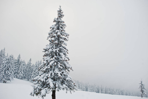 Pine trees covered by snow on mountain Chomiak. Beautiful winter - 写真・画像