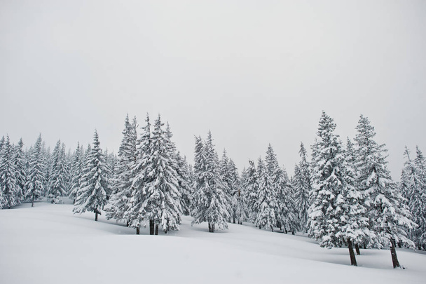 Pine trees covered by snow on mountain Chomiak. Beautiful winter - Foto, immagini