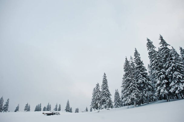 Pine trees covered by snow on mountain Chomiak. Beautiful winter - Foto, immagini