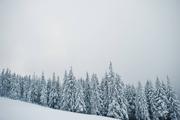 Pine trees covered by snow on mountain Chomiak. Beautiful winter - Foto, Bild