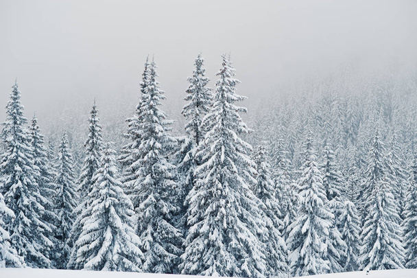 Pine trees covered by snow on mountain Chomiak. Beautiful winter - Foto, imagen