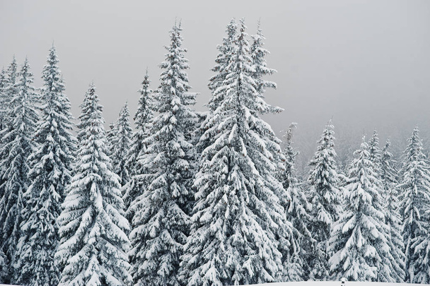 Pine trees covered by snow on mountain Chomiak. Beautiful winter - Fotó, kép