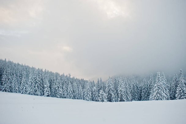 Pine trees covered by snow on mountain Chomiak. Beautiful winter - Zdjęcie, obraz