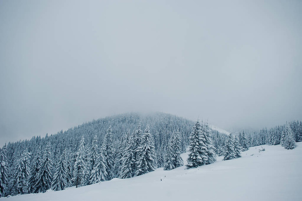 Pine trees covered by snow on mountain Chomiak. Beautiful winter - Fotoğraf, Görsel
