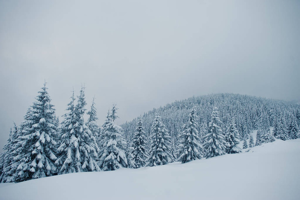 Kiefern bedeckt mit Schnee auf Berg chomiak. schöner Winter - Foto, Bild