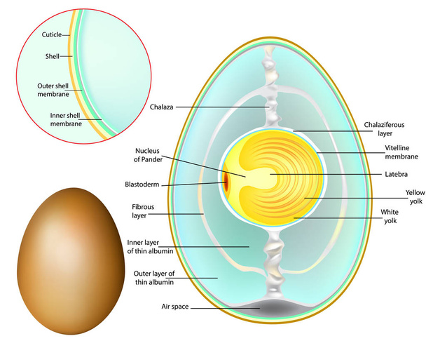 La estructura de un huevo de pollo. Desarrollo de huevos de pollo
 - Vector, imagen