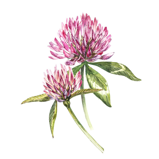 Two flowers of red clover with leaves. Watercolor botanical illustration isolated on white background. Happy Saint Patricks Day. - Zdjęcie, obraz