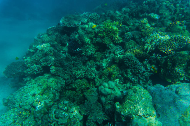 Zee en Oceaan onderwater koraal rif achtergrond. Mariene achtergrond - Foto, afbeelding
