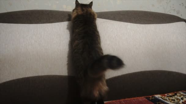 Kot goni wskaźnik laserowy w kierunku kamery. Slowmo - Materiał filmowy, wideo