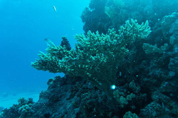 Koraalrif met vissen rond met helder blauw water op de achtergrond - Foto, afbeelding