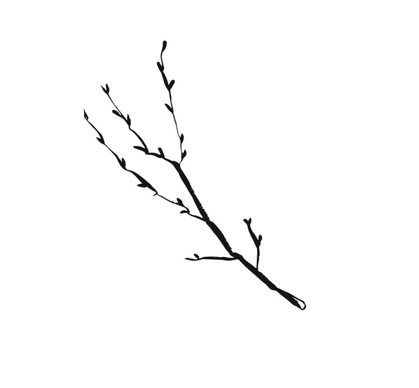 Hand drawn vector abstract artistic ink textured graphic sketch drawing illustration of rustic spring tree branch plant isolated on white background - Vector, Image