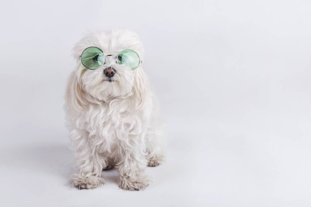 Beyaz arka plan üzerinde güneş gözlüklü komik köpek - Fotoğraf, Görsel