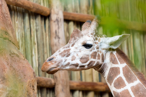 Güzel yetişkin zürafa kafası hayvanat bahçesine yakın. - Fotoğraf, Görsel
