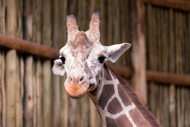 Beautiful adult giraffe head close up in a zoo - Fotoğraf, Görsel