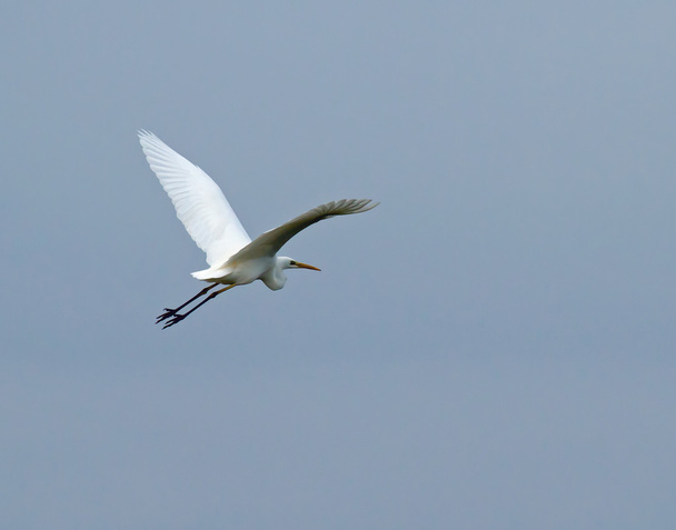 Grande branco Egret voando para longe
 - Foto, Imagem