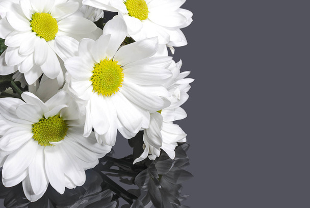 Chrysant witte bloemen op grijze achtergrond - Foto, afbeelding