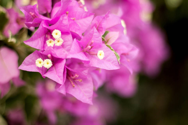 Purple bougainvillea flower - Foto, imagen