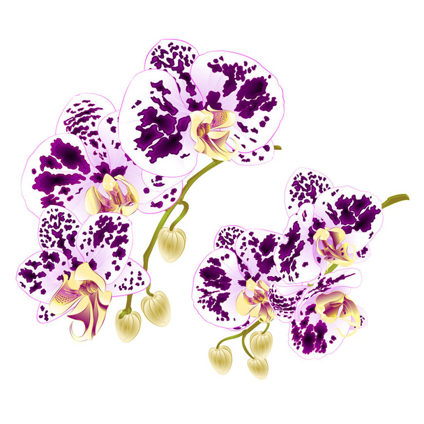 Dal orkide çiçek tropikal bitki Phalaenopsis beyaz bir arka plan üzerinde ilk vintage vektör botanik çizim tasarım el çizmek için ayarla benekli.  - Vektör, Görsel