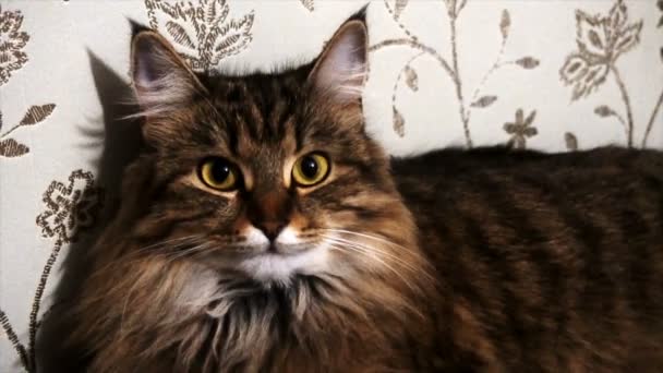 retrato de un hermoso gato gris - Imágenes, Vídeo