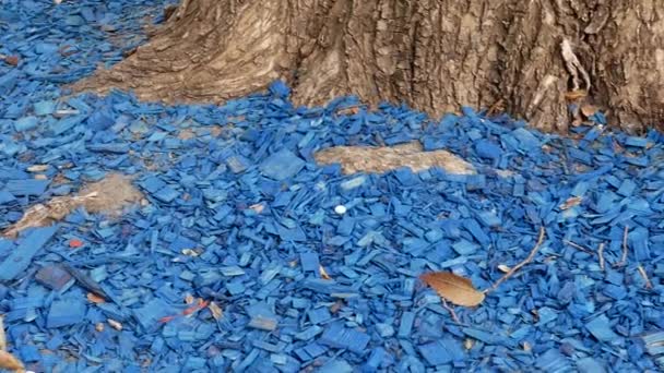 Blauwe decoratieve zaagsel houtsnippers onder boom in het park - Video