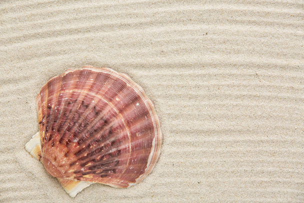Shell on the sand - Photo, Image