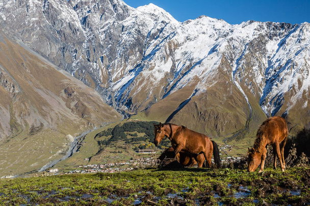 Konie na góry Kazbek - Zdjęcie, obraz