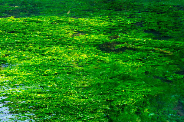 Smaragdově zelené tekoucí řeka - Fotografie, Obrázek
