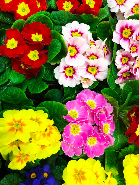 Background of flowers from colorful spring flowers primrose - Photo, Image
