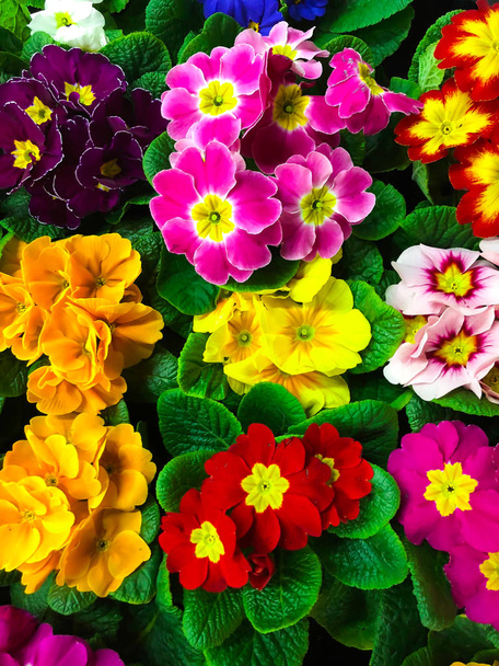 カラフルな春の花サクラソウから花の背景 - 写真・画像