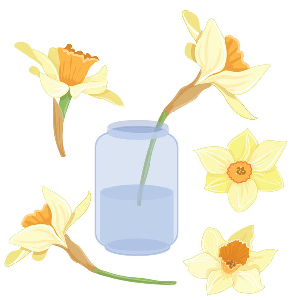 Bouquet narcissus in a vase isolated vector clipart set illustration of spring narcissus flowers - Vector, Image