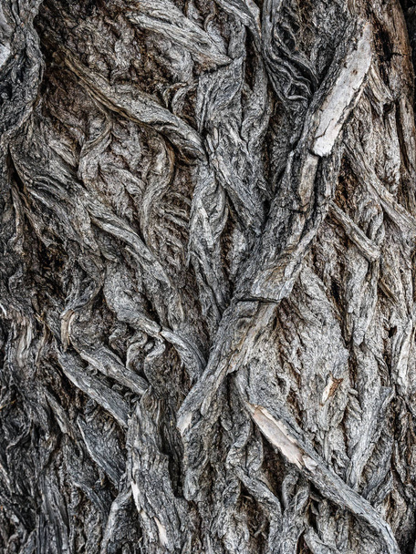 Old willow tree bark - Фото, изображение
