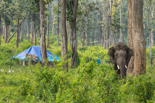 Tribal dwelling and elephant in Dubare Elephant Camp, Coorg Indi - Photo, Image