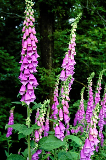 Some common foxgloves blooming in the forest - Photo, Image