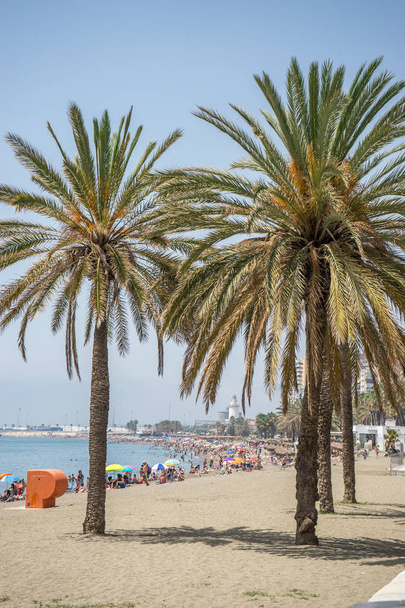 alte palme gemelle lungo la spiaggia del Malaguera con faro i
 - Foto, immagini