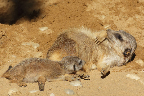 Meerkat cub with adult meerkat - Photo, Image