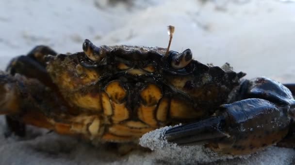 Closeup hnědé krab na písečné pláže u Černého moře - Záběry, video
