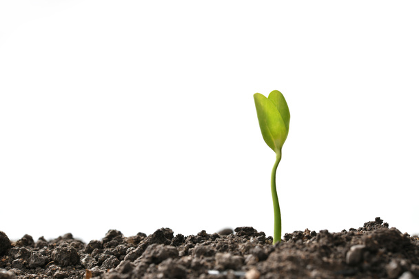 Зеленый росток, растущий из почвы на белом фоне - Фото, изображение