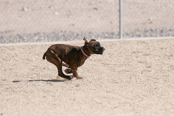 Boxeador cachorro corriendo en el parque en la grava
 - Foto, imagen
