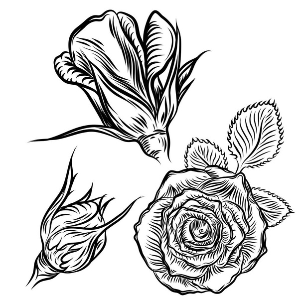 Tattoo concept rose flowers set. - Vector, afbeelding