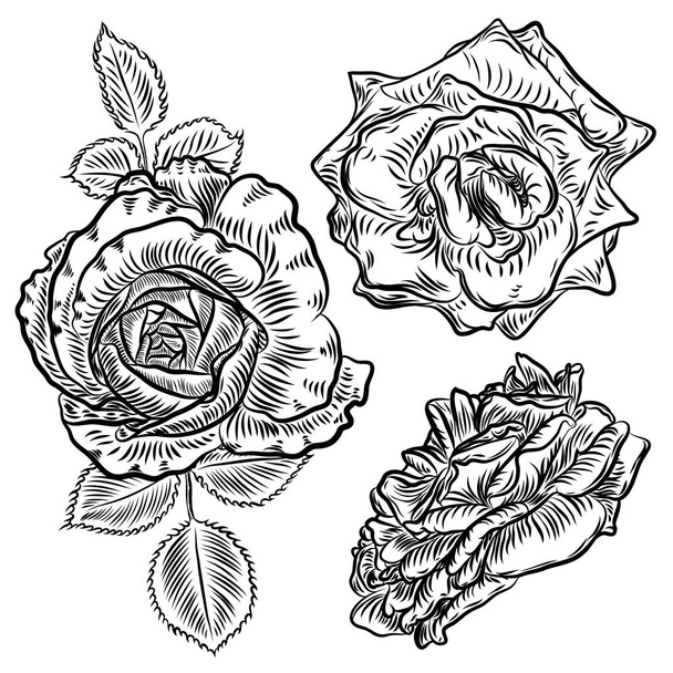Flower rose and buds with leaves set.  - Vektör, Görsel