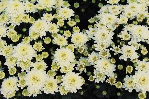 Chrysanten bloem is mooi in de garde - Foto, afbeelding