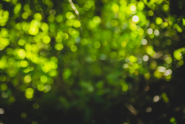 beautiful Natural green leaf and abstract blur bokeh light background. - Φωτογραφία, εικόνα
