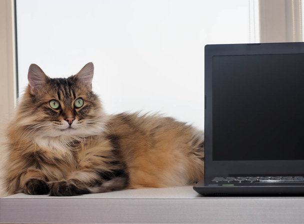 shaggy cat with laptop. concept of computer consultation - Foto, Imagen