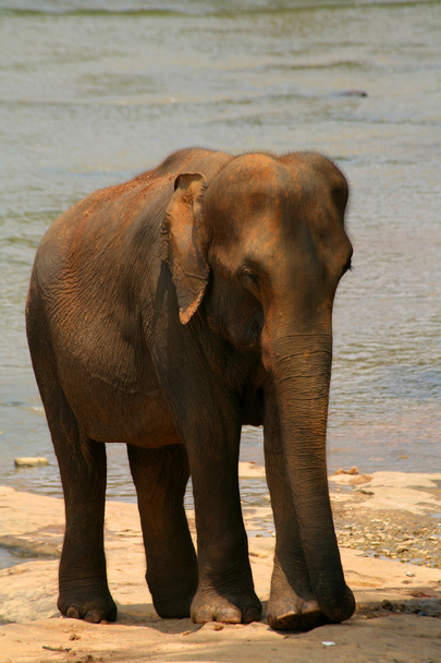 Elephant - Photo, Image
