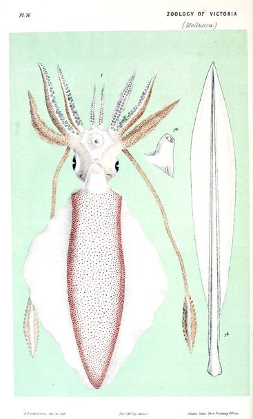 動物のイラスト。ビクトリアの自然史.ビクトリアの動物の Prodromus - 写真・画像