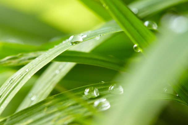 gotas de agua sobre hierba verde, primer plano
 - Foto, Imagen